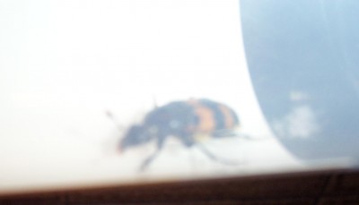 2010-06-dd 002.jpg