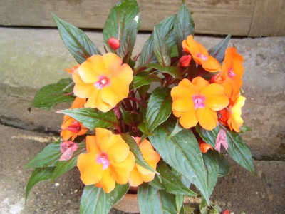 Impatiens_2000x1500.JPG