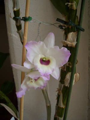 Dendrobium_1024x1365.JPG