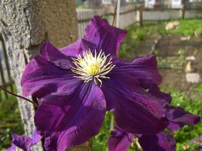 Clematis_2000x1500.JPG