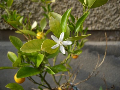 Calamondin_2000x1500.JPG