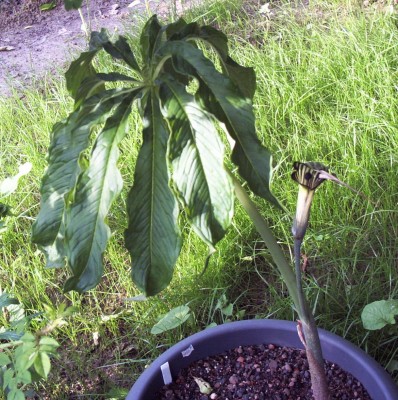 2010-06-dd 013 b.jpg
