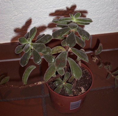 2010-06-dd 030.jpg