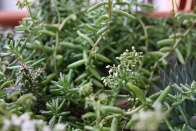 Sedum_winterhart_13_06_2010 - 3.jpg