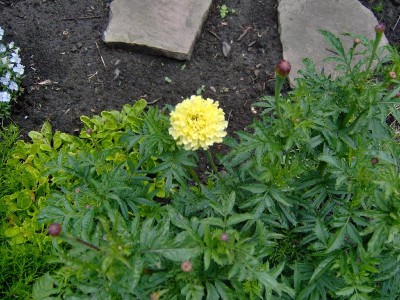 Tagetes gelb.jpg