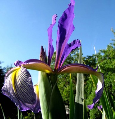 Iris spuria.JPG