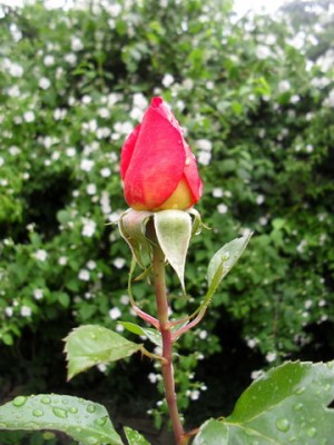 SDC14225_Bildgröße ändern.JPG