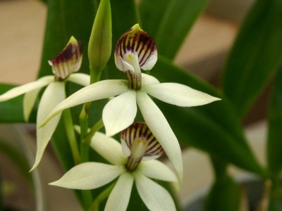 Prosthechea trulla 2.JPG