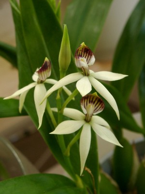 Prosthechea trulla 1.JPG