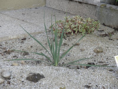 yucca-rostrata-2010.jpg
