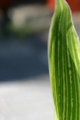Canna indica2a.JPG