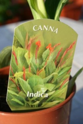 Canna indica1.jpg