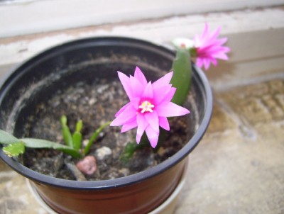 Osterkaktus pink.JPG