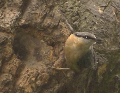 kleiber in der sophora.jpg