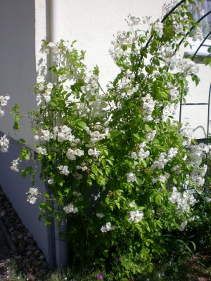 rose_bobby_james_2.jpg