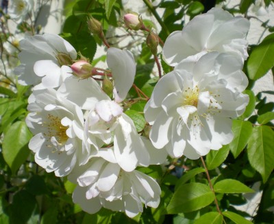 rose_bobby_james_1.jpg