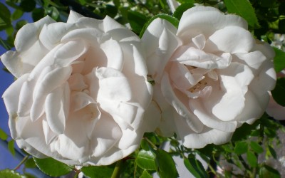 kletterrose_rosa_1.jpg