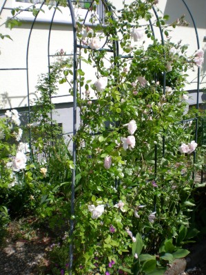 kletterrose_rosa.jpg