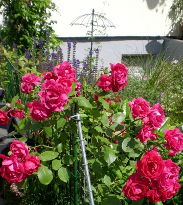 kletterrose_pink_vorne.jpg