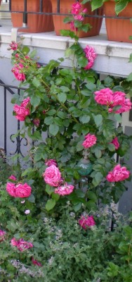 kletterrose_pink.jpg