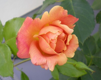 duftrose_2.jpg