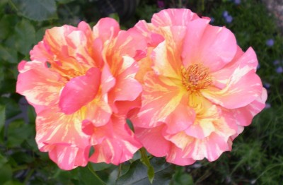 duftrose_1.jpg