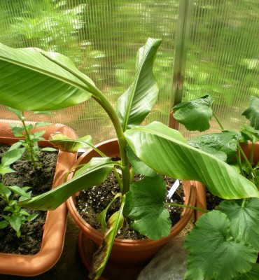 musa_velutina.jpg