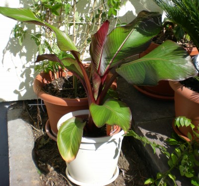 ensete_maurelli.jpg