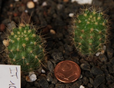 Saemlinge_von_Terence_17_06_2010 - 1.jpg