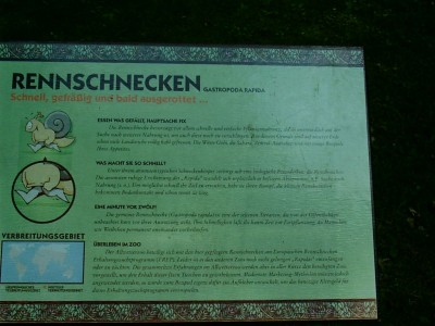Rennschnecken.jpg