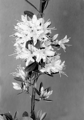 2144-Rhododendron-racemosum.jpg