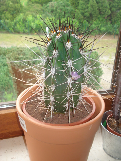 kunstpflanzen bilderrahmen Plant Frame Yucatan