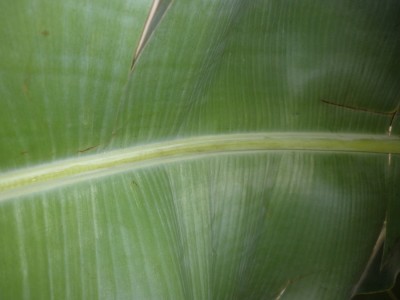musa-blattunterseite.jpg