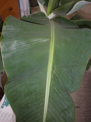 musa-blattoberseite.jpg