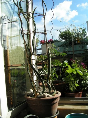 PICT2268.JPG
