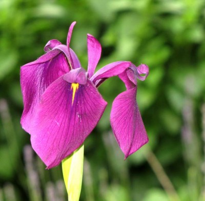 Iris-saguinea.JPG