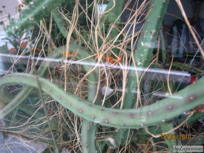 IMG_3647.JPG