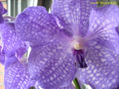 Vanda 'Blue magic'.JPG