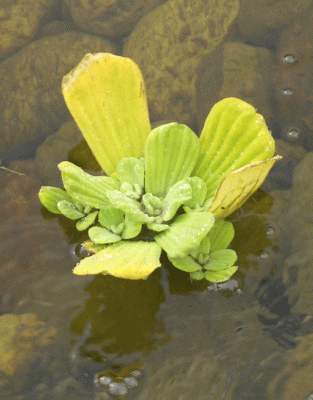 Wassersalat.gif