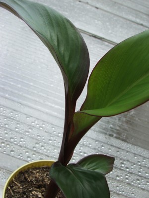 Ensete maurellii.a.jpg