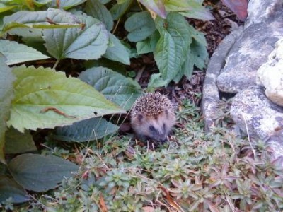 Igel.JPG