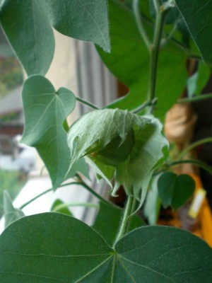 19062010-2.JPG