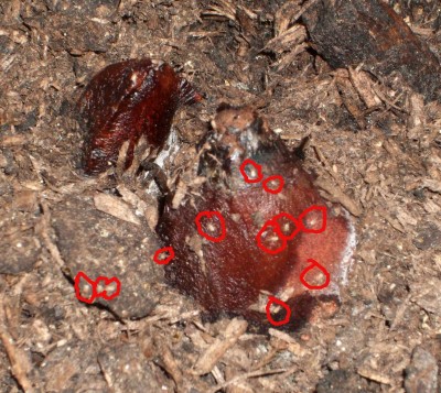 viele tiere.JPG