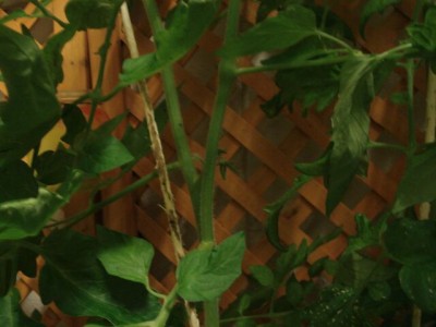 versteckte Blüte.JPG