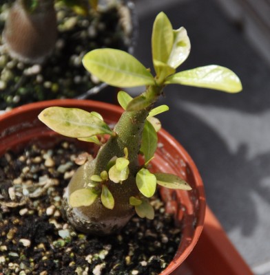 Adenium hell.jpg