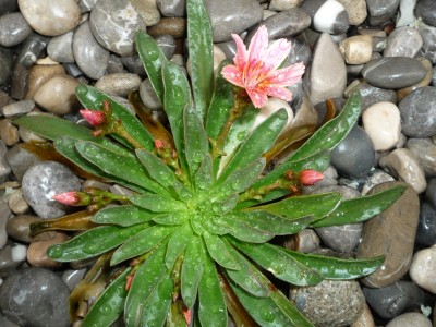Lewisia Cotyledon.JPG
