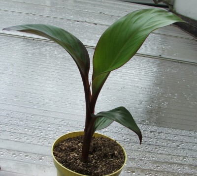 Ensete maurellii.jpg