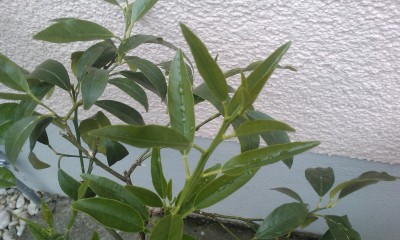 IMAG0169.jpg