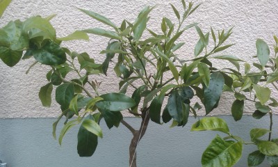 IMAG0166.jpg