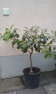 IMAG0170.jpg